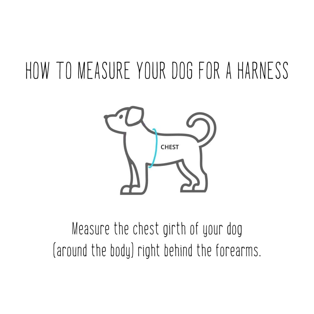 WW Blue Harness Hemp Adjustable Step-In - Dogs